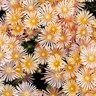Delosperma x Alan's Apricot Ice Plant