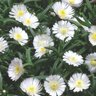Delosperma Cooperi Wheels of Wonder White Wonder Ice Plant  