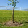 AML Rigid Plastic Mesh Tree & Truck Guard 6 in. x 24 in. (Bundle of 5)