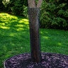 AML Rigid Plastic Mesh Tree & Truck Guard 6 in. x 36 in. (Bundle of 5)