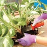 AML Deluxe Stainless Steel Soil Knife