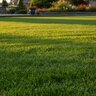 APF Fertilizer Granular 50 lb. Bag 8-5-20 A/C 4Fe 1Mn