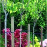 Untreated Tree Stake Lodge Pole 2 in. x 2 in. x 8 ft.
