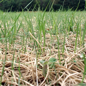 American Excelsior Curlex I CL Excelsior Blanket QuickGrass Green Single Green Poly Net 8 ft. x 150 ft. 