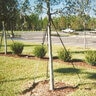 Arborbrace Regular Tree Tree Guying Kit With Nylon Anchor 3-12 ft. Lengths of Webbing