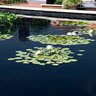 Pond Dye - Black Water Soluable 4 x 4 oz. Packs