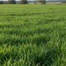 BASIC NutritioN 32-0-8 A/C 50% SN Ocala Pasture Blend 50 lb.