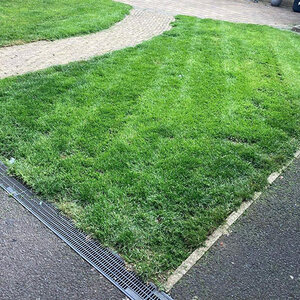 BASIC SeeD Contractors Service Seed Mixture 10 lb.