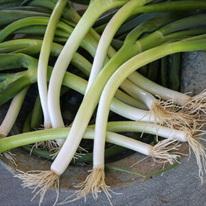 Green Scallion Onion