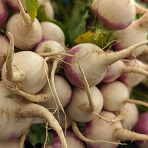 Purple Top White Globe Turnip