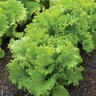 Black Seeded Simpson Leaf Lettuce