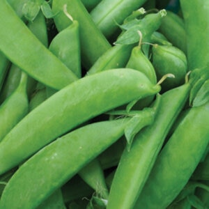 Sugar Snap Peas