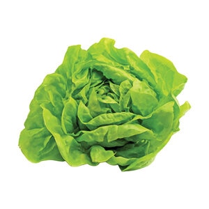 Buttercrunch Lettuce