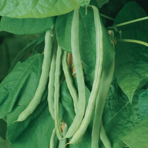 Kentucky Wonder Pole Bean