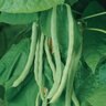 Kentucky Wonder Pole Bean