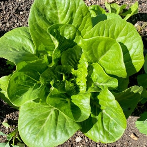 Dark Green Romaine Lettuce