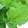 Florida Broadleaf Mustard