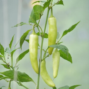 Yellow Banana Sweet Pepper