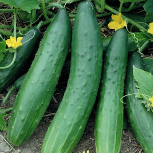 Sweet Burpless Hybrid Cucumber