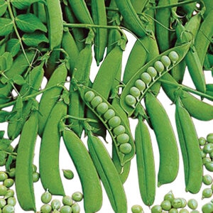 Pea, Little Marvel Bush - 0.5 lb