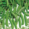 Pea, Little Marvel Bush - 0.5 lb