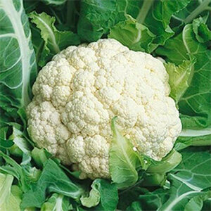 Cauliflower, Snowball - 0.5 oz