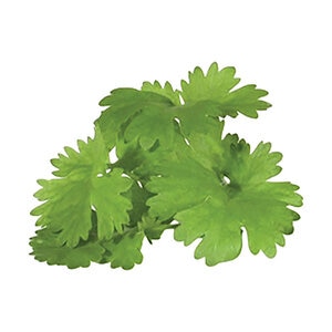 Annual Culinary Herb Coriander