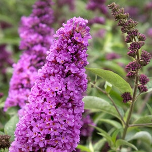 Buddleia X Flutterby Petite Tutti Fruitti Butterfly Bush