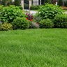 BioPlex Bio Basic 5-3-1 3% Fe Seaweed Humates Ornamental and Turfgrass Granular Fertilizer 50 lb. Bag