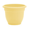 Bloem Ariana Daffodil Planter 12 in. (10/case)