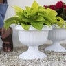 Bloem Grecian White Urn 12 in. (12/case)