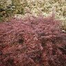 Berberis Thunbergii var. Atropurpurea Rose Glow Bloomables Japanese Barberry 5 gal. Container