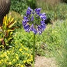 Agapanthus Praecox Straight A Blue Bayou African Lily