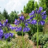 Agapanthus Praecox Straight A Blue Bayou African Lily