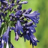 Agapanthus Praecox Straight A Blue Bayou African Lily