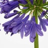 Agapanthus Praecox Straight A Blue Bayou African Lily