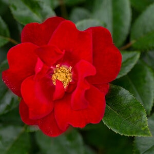 Rosa Floribunda Brick House Red Rose