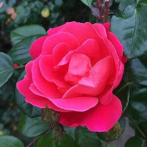Rosa Floribunda Brick House Pink Rose