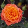 Rosa X Sunblaze Amber Miniature Rose