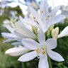 Agapanthus Praecox Straight A Shona Bloomables African Lily True 3 gal. (11.36 L) Container