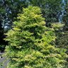 Sambucus nigra Golden Tower Bloomables Elderberry True 3 gal. (11.36 L) Container