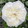 Rosa Floribunda Romantica Bolero Rose