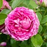 Rosa x Raspberry Cupcake Hybrid Tea Rose