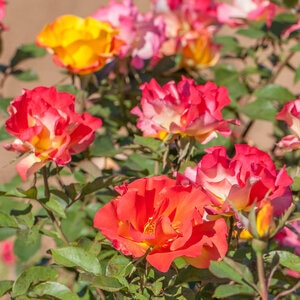 Rosa Floribunda Rock Star Sunset Horizon Rose