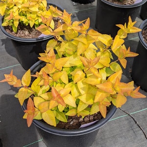 Abelia x Peach Perfection Bloomables Abelia True 3 gal. (11.36 L) Container