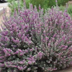 Leucophyllum Frutescens San Antonio Rose Texas Sage