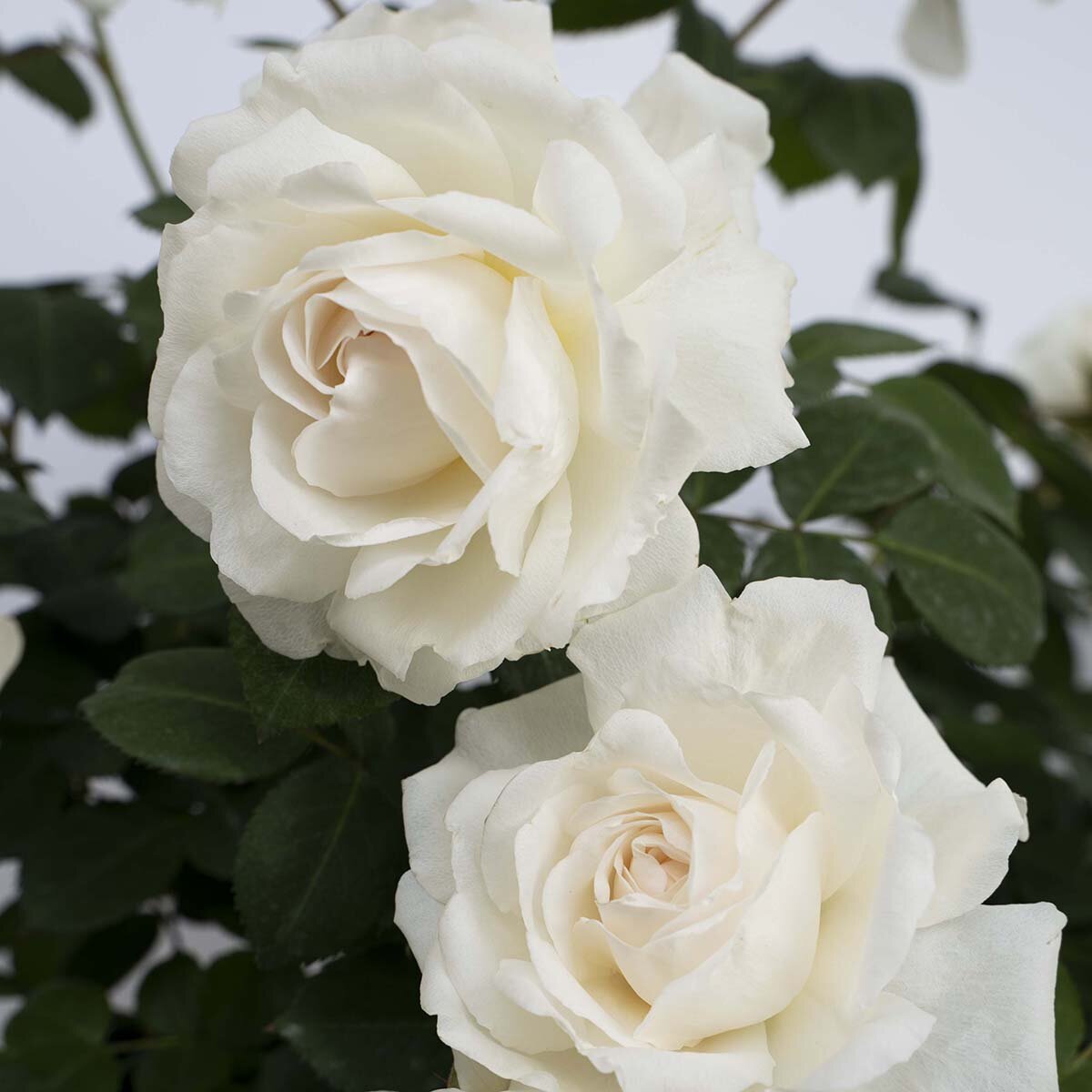 Rosa X Cloud 10 Climbing Rose | SiteOne US