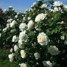 Rosa X Cloud 10 Climbing Rose