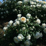 Rosa X Cloud 10 Climbing Rose