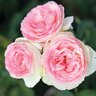 Rosa X Eden Climber Climbing Rose